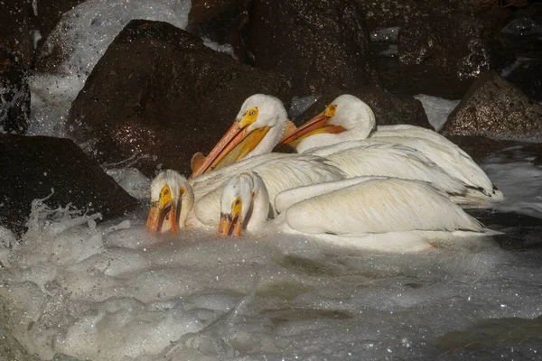 Beyaz pelikanlar (Pelecanus erythrorhynchos) Lassen County California 'daki Eagle Lake yakınlarında Pine Creek Weir' in tabanında balık avlıyorlar..