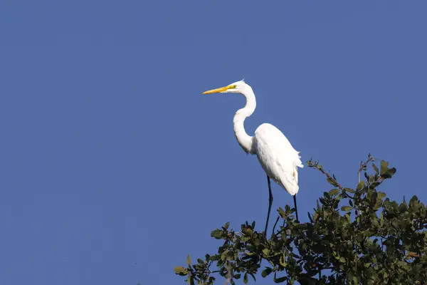 Kaliforniya 'nın Kaliforniya eyaletindeki bir meşe ağacının tepesine büyük bir balıkçıl (Ardea alba) tünedi..