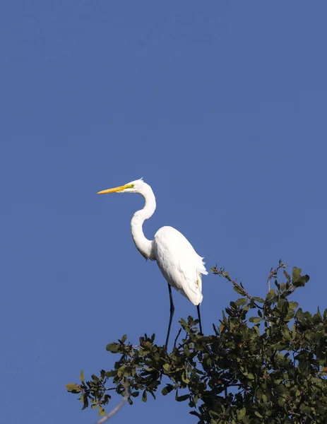 Kaliforniya 'nın Kaliforniya eyaletindeki bir meşe ağacının tepesine büyük bir balıkçıl (Ardea alba) tünedi..