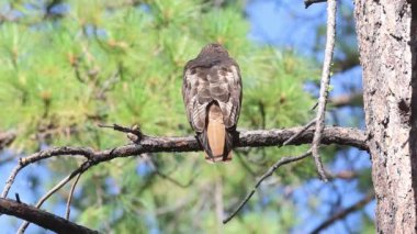 Kızıl Kuyruklu Şahin (Buteo jamaicensis) bir çam dalında dinlenmeye çalışırken birkaç küçük kuş onu kovalamak için taciz ediyor..