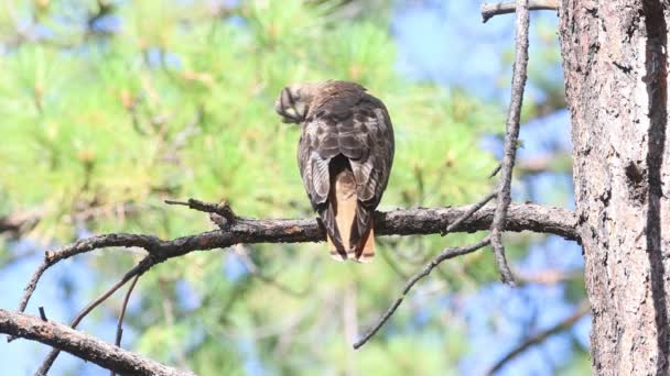 红尾鹰 Buteo Jamaicensis 试图在松枝上休息 这时几只较小的小鸟正在骚扰它 想赶走它 — 图库视频影像