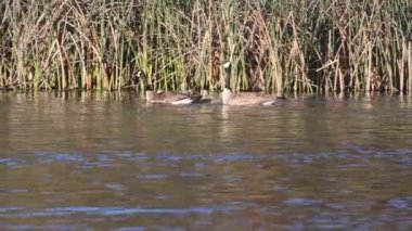 Bir çift Kanada kazları (Branta canadensis), Shasta County California 'daki Baum Gölü' nde yavru kuş sürüsüyle yüzüyorlar. Bir tehdit hissettiklerinde yavrularını gizlendikleri yere götürürler..