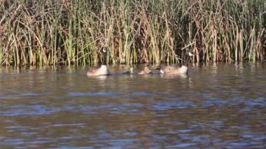 Bir çift Kanada kazları (Branta canadensis), Shasta County California 'daki Baum Gölü' nde yavru kuş sürüsüyle yüzüyorlar. Bir tehdit hissettiklerinde yavrularını gizlendikleri yere götürürler..