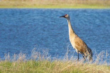 Sandhill Crane (Antigone canadensis) standing in grass next to Hog Flat Reservoir in Lassen County California, USA on a spring morning. clipart