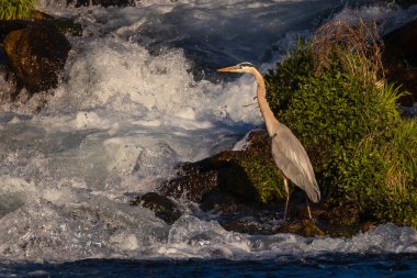 Büyük mavi balıkçıl (Ardea herodias) Kristal Göl ile Califronia 'nın Baum Gölü arasında küçük bir şelalenin dibinde yüzüyor ve balık tutuyor..