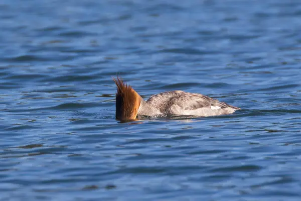 Dişi merganser Mergus merganser Lassen County California 'daki Blue Lake' de yüzü suda av ararken çekildi..