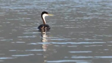 Batılı bir yunus (Lassen County California 'daki Eagle Lake' de Aechmophorus occidentalis) yüzer ve ayaklarıyla kendini güzelleştirir..