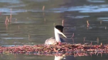 Batı Grebe (Aechmophorus occidentalis) çifti ABD 'nin Plumas County California eyaletindeki Antelope Gölü' nde yuva kurma faaliyetlerinde bulundu..