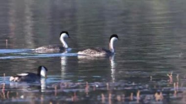 Bir çift batılı yunus (Aechmophorus occidentalis) Plumas County California 'daki Antelope Gölü' nde bir rookery bölgesinde yüzüyor..