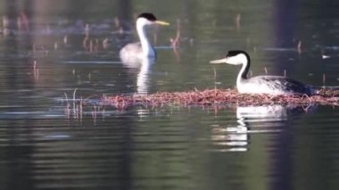 Batılı bir yunus (Aechmophorus occidentalis) yuvasına yaklaşırken savunma davranışları sergiler. Antilop Gölü - Plumas County California
