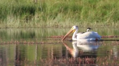 Bir Amerikan beyaz pelikanı (Pelecanus erythrorhynchos) batılı bir yunus (Aechmophorus occidentalis) boyunca yüzerek yuvasını yakından izler. Antilop Gölü - Plumas County CA