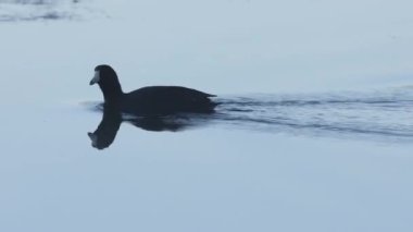 Plumas County California 'daki Antelope Gölü' nde şafak vakti yüzen ve yiyecek arayan bir Amerikalı (Fulica americana)..