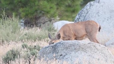 Bir geyik (Odocoileus hemionus) geyiği sabahın erken saatlerinde Plumas County California 'da kayaların arasında otluyor..