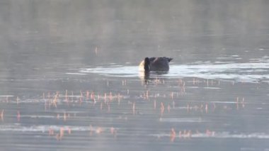 Bir Kanada kazı (Branta canadensis) Plumas County 'deki Antelope Gölü' nde yüzüyor ve yiyecek arıyor.. 