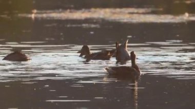 Mallard ördekleri (Anas platyrhynchos) ABD 'nin Kaliforniya eyaletinin Shasta ilçesindeki Baum Gölü' nde sabah güneşiyle birlikte sığ sularda arama yapıyorlar..