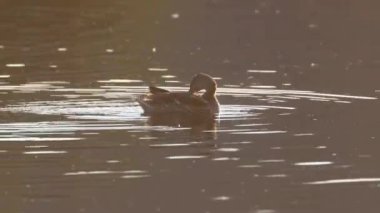Mallard ördeği (Anas platyrhynchos) tavuk sabah güneşiyle birlikte ABD 'nin Kaliforniya eyaletinin Shasta ilçesinde Baum Gölü' nde sığ sularda kendini ön plana çıkarıyor..