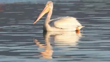 Beyaz bir pelikanın (Pelecanus erythrorhynchos yüzer Kartal Gölü 'nde Lassen County California' da.