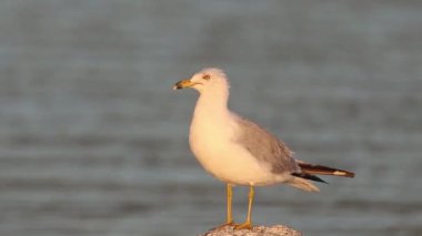 Kaliforniya Martı (Larus calizina) Lassen County California 'da Eagle Lake' de bir kayanın üzerinde altın sabah ışığında arka plandaki su bulanık - sığ alan derinliği.