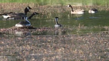 Büyük bir Kanada (Branta Canadensis) kaz sürüsü olarak yuvalarında bulunan batılı yunuslar (Aechmophorus occidentalis), saldırgan bir şekilde bölgeye göç ederler. Plumas County California, ABD 'deki Antelope Gölü' nde yakalandı.