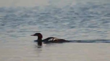 Sıradan bir merganser (Mergus merganser) tavuk yüzer ve bir yaz sabahı şafak vakti Kaliforniya 'da Eagle Lake' de kendini preening.