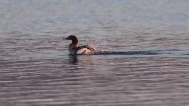 Sıradan bir merganser (Mergus merganser) tavuk yüzer ve bir yaz sabahı şafak vakti Kaliforniya 'da Eagle Lake' de kendini preening.