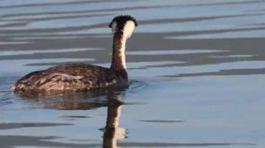 Batılı bir yunus (Aechmophorus occidentalis) Lassen County California 'daki Eagle Gölü' nde yüzer ve sonra balık için dalarlar ve suda dalgalanmalar bırakır.