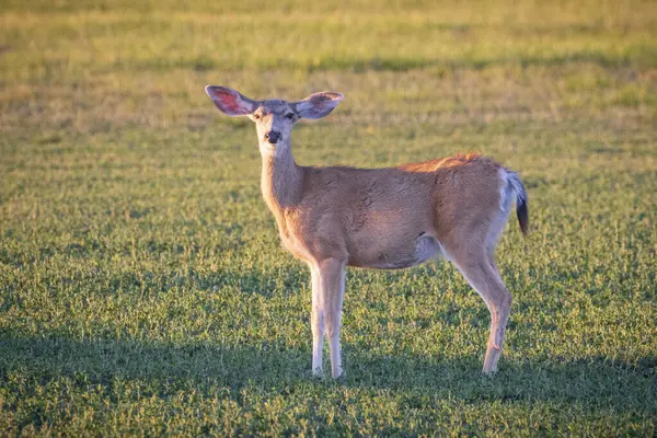 stock image A mule deer (Odocoileus hemionus)doe stands in a field in Lassen County California with her ears out to the side indicating alertness and concern over a potential threat.