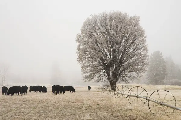 Buzlu bir tarlada sığırlar otluyor, tekerlek çizgilerinin yanında ve Janesville California 'da siyah bir meşe ağacı.