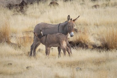 A wild burro jenny and her suckling foal photographed in the Smoke Creek Desert of Lassen County California clipart