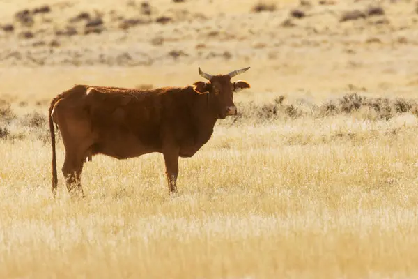 Kuzey Nevada yüksek çölünde tek başına duran kahverengi boynuzlu tek inek Piramit Gölü Bölgesi 'nin hemen dışında.