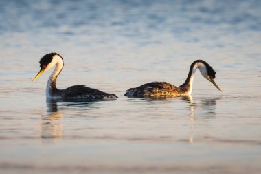 Western grebe (Aechmophorus occidentalis) pair courtship behavior photographed in Eagle Lake in Lassen County California in warm morning light clipart