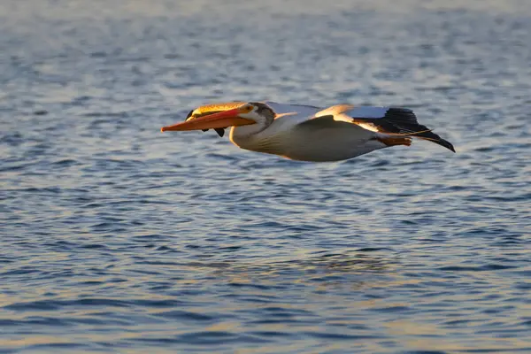 Beyaz Amerikan pelikanı (Pelecanus erythrorhynchos) Lassen County California 'daki Eagle Gölü' nde bir yaz öğleden sonra aydınlanarak suyun üzerinde süzülüyor..