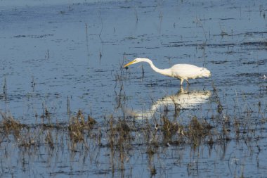 Almanor Gölü 'nün bataklıklarında büyük bir balıkçıl (Ardea alba) avı.