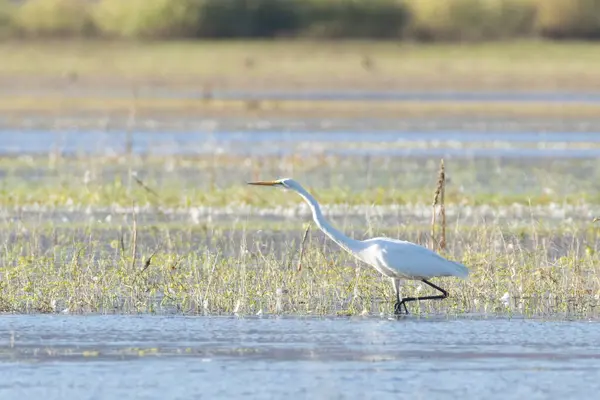 Almanor Gölü 'nde avlanan büyük bir balıkçıl (Ardea alba).
