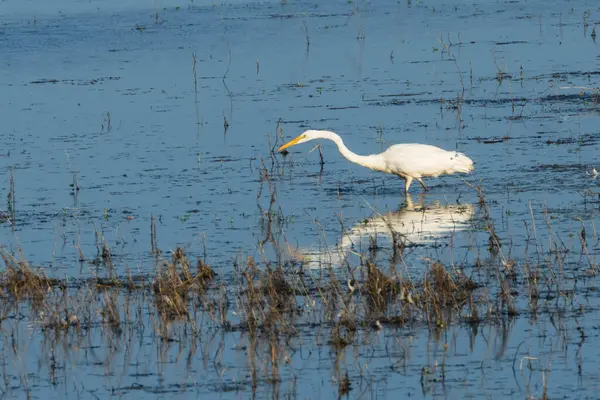 Almanor Gölü 'nün bataklıklarında büyük bir balıkçıl (Ardea alba) avı.