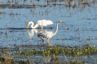Plumas County California 'da Almaore Gölü' nde avlanan iki büyük balıkçıl (Ardea alba)