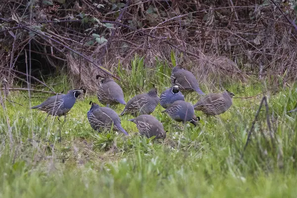 Kaliforniya bıldırcın sürüsü (Callipepla caliponica), Kaliforniya 'nın Shasta İlçesi' ndeki yemyeşil çimlerde, tüylerini ve doğal davranışlarını gözler önüne serer..