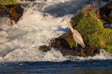 Büyük mavi balıkçıl (Ardea herodias) Kristal Göl 'den Baum Gölü' ne giren nehirde balık avlar, Shasta İlçesi 'nde altın sabah ışığında yıkanır..