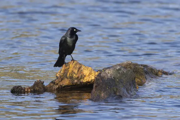 Bir Brewer 's Blackbird (Euphagus siyanocephalus), Baum Gölü' ndeki bir kayanın üzerinde zarifçe tünemiş ve çevresindeki manzaranın huzur verici güzelliğinde sırılsıklam olmuştur..