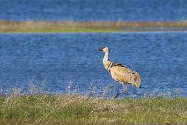 Bir Sandhill Turnası (Grus canadensis) Lassen County, Kaliforniya 'da Hog Flat Reservoir boyunca zarif bir şekilde yürür ve vahşi doğada huzurlu bir bahar sabahının tadını çıkarır..