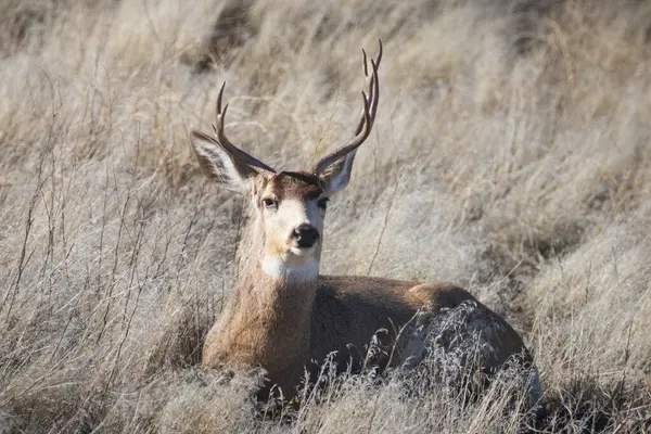 Eşsiz bir katır geyiği (Odocoileus hemionus) geyiği, Tule Gölü Ulusal Vahşi Yaşam Sığınağı 'ndaki kuru otların arasında tipik olmayan bir askıya sahiptir..