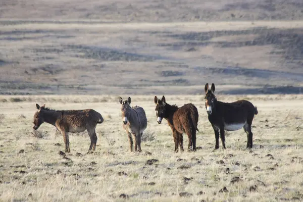 Lassen County California 'daki Smoke Creek Çölü' nde Nevada eyalet sınırına yakın dört yabani eşek.