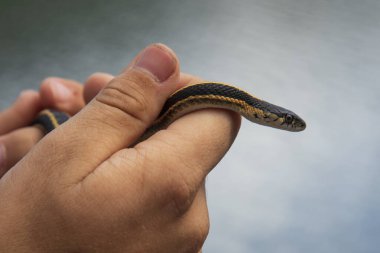 Close-up of a Western Terrestrial Garter Snake (Thamnophis elegans) in a person's hand, featuring its black and yellow striped coloration near water. clipart