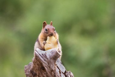 Golden-mantled ground squirrel (Callospermophilus lateralis) eating a stolen potato chip on a tree stump at Crater Lake in Lassen County, California. clipart