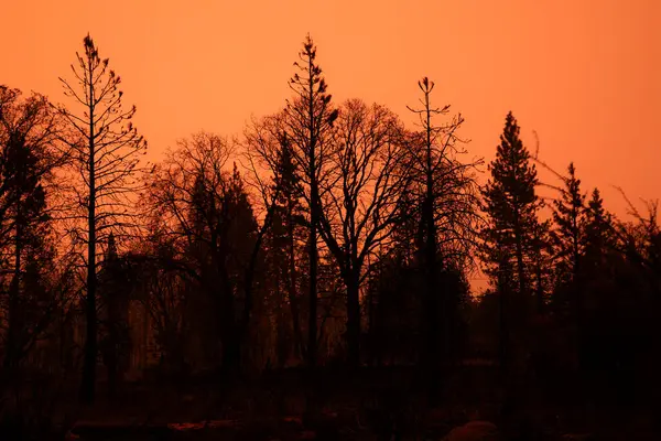 2021 'de dumandan çıkan turuncu gökyüzü ağaçların arasından daha önce yanan bir yangında görülüyor.