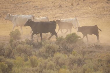 Siyah beyaz sığır sürüsü Nevada-Kaliforniya sınırındaki Duman Deresi Çölü 'nün tozlu arazisinden geçiyor..