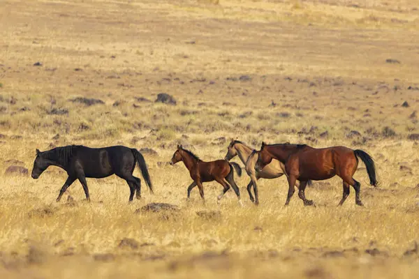 Lassen County, Kaliforniya 'daki Smoke Creek Çölü' nde tay koşusu da dahil olmak üzere 4 mustang..