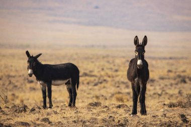 Lassen County, Kaliforniya 'daki Smoke Creek Çölü' nün kurak arazisinde iki yabani eşek duruyor. Engebeli arazi dayanıklılıklarını vurguluyor..