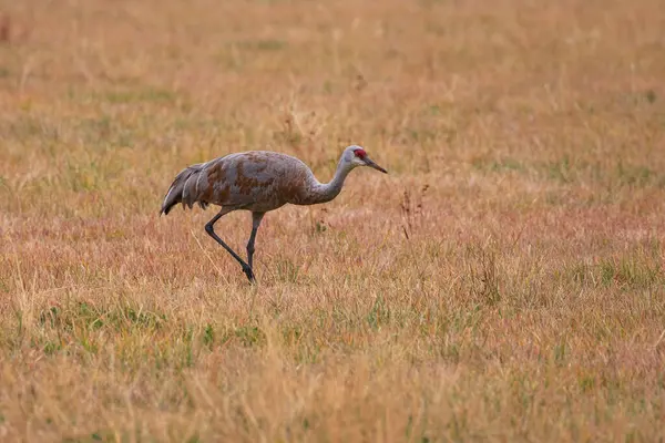 Kum tepesi turnası, bulutlu bir günde, Kaliforniya 'nın Lassen ilçesindeki Willow Creek Vadisi' nde bir çayır tarlasında yiyecek arıyor..