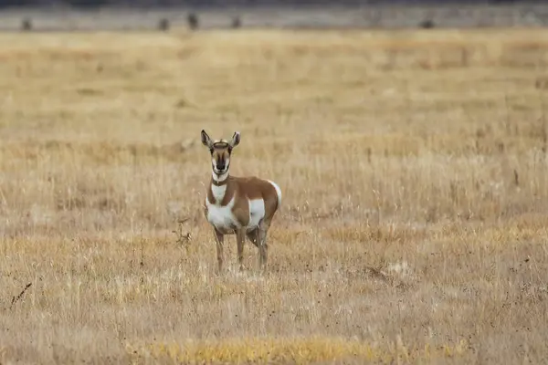 Yalnız bir zamir geyiği (Antilocapra americana), Kaliforniya, Lassen County 'deki Willow Creek Vadisi' nin kuru otlaklarında alarmda duruyor..